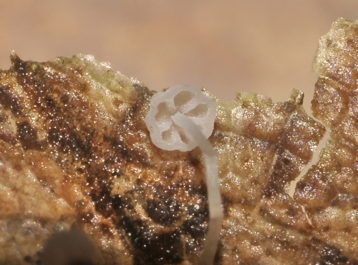 Mycena smithiana e dintorni....?